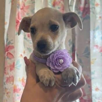 Yorkshire Terrier and Chihuahua Dogs Available for Adoption - Reagan | PetCurious