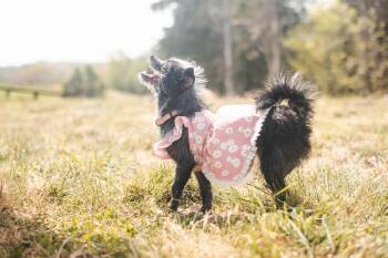 Terrier Dogs Available for Adoption in Gradyville, Kentucky - Caiomi-Transport | PetCurious