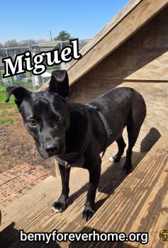 Rescue Chihuahua and Terrier Dogs for Adoption in Plano, Texas - Miguel | PetCurious