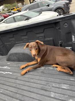 Doberman Pinscher and Mixed Breed Dogs Available for Adoption - 60785126 | PetCurious