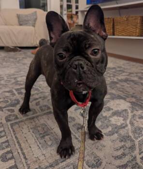 Cole Riley KY4838 -  French Bulldog and Boston Terrier Dog for Adoption in Maryville, Tennessee - Cole Riley KY4838 | PetCurious