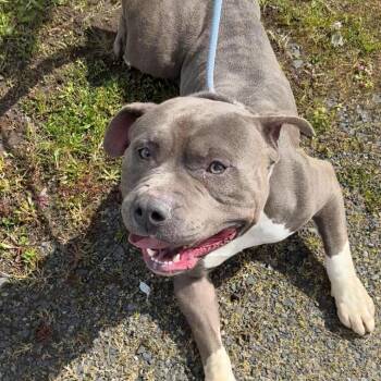 Pit Bull Terrier Dogs Available for Adoption in Oakville, Washington - Carl | PetCurious