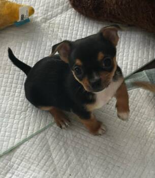 Chihuahua Dogs Available for Adoption in St. Augustine, Florida - Chai | PetCurious