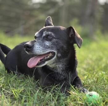 Toby -  Chihuahua and Dachshund Dog for Adoption in Park Rapids, Minnesota - Toby | PetCurious