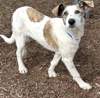 Irish Wolfhound and Mixed Breed Dogs Available for Adoption - MASON | PetCurious