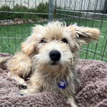 Kiwi -  Terrier and Mixed Breed Dog for Adoption in San Francisco, California - Kiwi | PetCurious