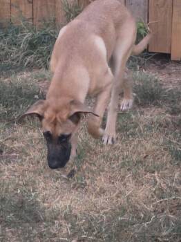 Moose -  Great Dane and German Shepherd Dog Dog for Adoption in Oklahoma City, Oklahoma - Moose | PetCurious