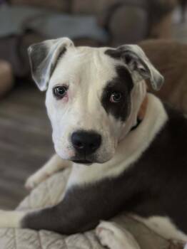 Rescue Terrier Dogs for Adoption in Greenville, South Carolina - Savannah | PetCurious