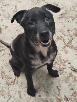 Rescue Labrador Retriever and Mixed Breed Dogs for Adoption in Spartanburg, South Carolina - Midnight | PetCurious