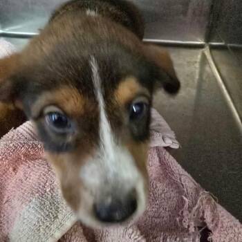 Rachel OS AZ -  Cattle Dog Dog for Adoption in Las Vegas, Nevada - Rachel OS AZ | PetCurious