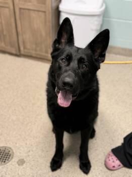 Rescue German Shepherd Dog Dogs for Adoption in Fishers, Indiana - Jigsaw | PetCurious
