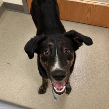 Hound and Labrador Retriever Dogs Available for Adoption in Lynchburg, Virginia - Juno | PetCurious