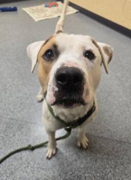 Derek -  Pit Bull Terrier and Mixed Breed Dog for Adoption in Westland, Michigan - Derek | PetCurious