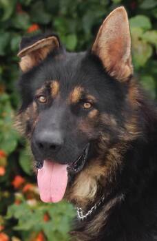 German Shepherd Dog Dogs Available for Adoption in Los Angeles, California - *Graham Von Geldern | PetCurious