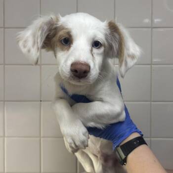 Starburst -  Dachshund and Mixed Breed Dog for Adoption in Los Angeles, California - Starburst | PetCurious