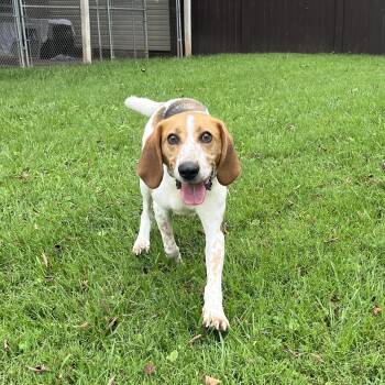 Clyde -  American Foxhound Dog for Adoption in Fairfax, Virginia - Clyde | PetCurious