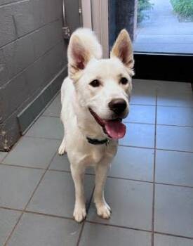 Mixed Breed Dogs Available for Adoption in Nashville, Tennessee - Betsy | PetCurious