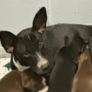 Little Debbie -  Chihuahua Dog for Adoption in Park Row, Texas - Little Debbie | PetCurious