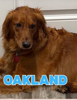 Oakland -  Golden Retriever Dog for Adoption in Shalimar, Florida - Oakland | PetCurious