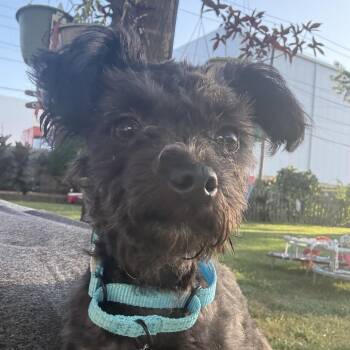 Sid -  Poodle Dog for Adoption in Hudson, Illinois - Sid | PetCurious