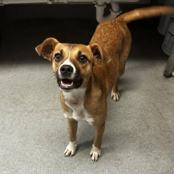 BeBe -  Mixed Breed Dog for Adoption in Spruce Pine, North Carolina - BeBe | PetCurious