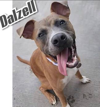 Dalzell -  Pit Bull Terrier Dog for Adoption in Peru, Illinois - Dalzell | PetCurious