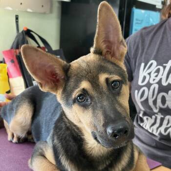 Echo -  German Shepherd Dog and Shepherd Dog for Adoption in San Antonio, Texas - Echo | PetCurious