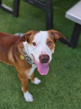 Koi -  Pointer and Border Collie Dog for Adoption in Mason, Michigan - Koi | PetCurious