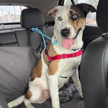 Sweet Pea -  Husky and Mixed Breed Dog for Adoption in Chicago, Illinois - Sweet Pea | PetCurious