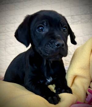 Rescue Labrador Retriever Dogs for Adoption in Cottonwood, Arizona - Ernest | PetCurious