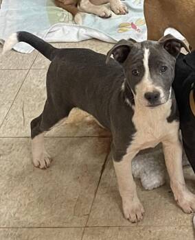 Catahoula Leopard Dog Dogs Available for Adoption in Social Circle, Georgia - Cooper (Coop) | PetCurious