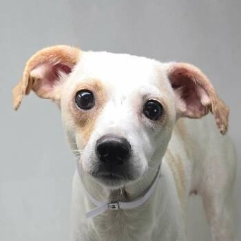 FOSTER NEEDED - Lantana -  Jack Russell Terrier Dog for Adoption - FOSTER NEEDED - Lantana | PetCurious