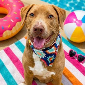 Stanley is the Man -  Chocolate Labrador Retriever and American Staffordshire Terrier Dog for Adoption in Friendswood, Texas - Stanley Is The Man | PetCurious