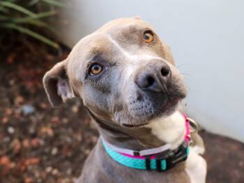 Rescue Pit Bull Terrier Dogs for Adoption in Pasadena, California - NALA | PetCurious