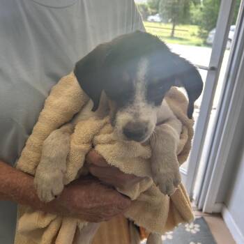 Jaxon -  Australian Cattle Dog Blue Heeler and Mixed Breed Dog for Adoption in Starkville, Mississippi - Jaxon | PetCurious