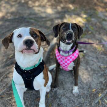 Plott Hound Dogs Available for Adoption in Milton, Florida - Bonnie | PetCurious