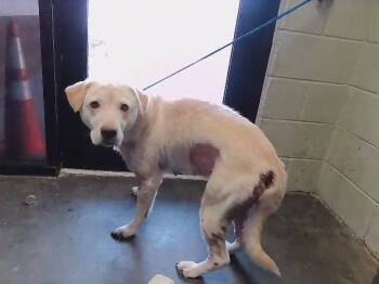 Golden Retriever and Mixed Breed Dogs Available for Adoption - INDY | PetCurious