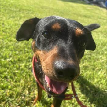 Buzz B -  Miniature Pinscher Dog for Adoption in Pearland, Texas - Buzz B | PetCurious