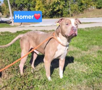 Rescue Staffordshire Bull Terrier Dogs for Adoption in Clinton, Missouri - Homer | PetCurious