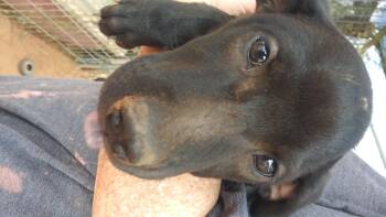 Rescue Black Labrador Retriever and Black Mouth Cur Dogs for Adoption in Anton, Texas - Girl 3/12 | PetCurious