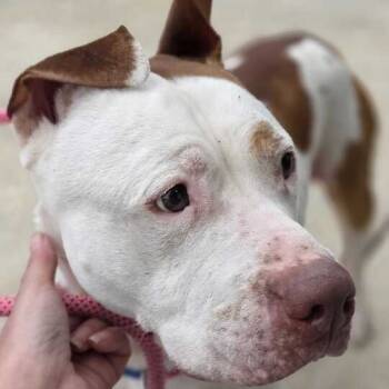 Rescue Pit Bull Terrier Dogs for Adoption in Owosso, Michigan - Otis | PetCurious