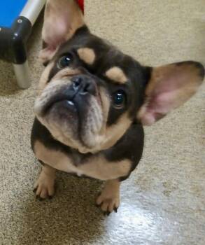 Sophie -  French Bulldog Dog for Adoption in Tifton, Georgia - Sophie | PetCurious