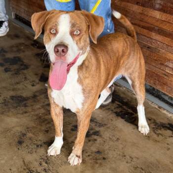 Pit Bull Terrier Dogs Available for Adoption in Clarksdale, Mississippi - Wyatt | PetCurious