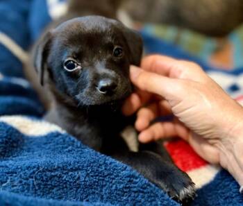 Walnut (Wally) -  Mixed Breed Dog for Adoption in Eutawville, South Carolina - Walnut (Wally) | PetCurious