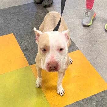 Rescue Mixed Breed Dogs for Adoption in Philadelphia, Pennsylvania - Samaya | PetCurious