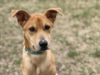 German Shepherd Dog and Mixed Breed Dogs Available for Adoption in Tulsa, Oklahoma - PEPPER | PetCurious
