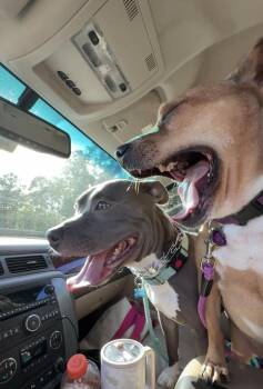 Banks -  Pit Bull Terrier Dog for Adoption in Rocky Point, North Carolina - Banks | PetCurious