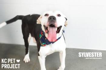 Pit Bull Terrier and Mixed Breed Dogs Available for Adoption in Kansas City, Missouri - Sylvester | PetCurious