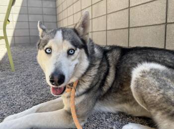 Pogo -  Siberian Husky Dog for Adoption in Scottsdale, Arizona - Pogo | PetCurious