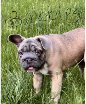 Bubbles -  French Bulldog Dog Available for Adoption in Greenwich, New York - Bubbles | PetCurious